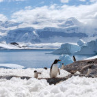 Gentoo penguin in Antarctica