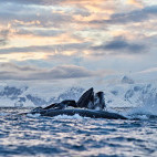 Humpback whales in Antarctica
