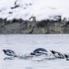 Gentoo penguin in Antarctica.