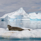 Leopard seal in Antarctica