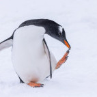 Gentoo penguin in Antarctica.