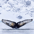 Humpback whale in Antarctica.