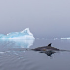 Minke whale in Antarctica.