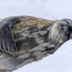 Weddell seal in Antarctica.
