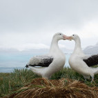 Wandering albatross pair on Prion Island, South Georgia