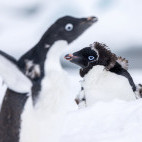 Adelie penguin in Antarctica.