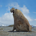 Southern elephant seal in Antarctica