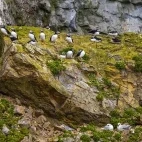 Atlantic puffins on Bear Island in Norway.