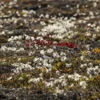 Flora in Blomsterbugten, Greenland