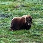 Musk ox in Greenland.