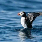 Atlantic puffin in Svalbard.