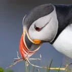 Atlantic puffin in Iceland.