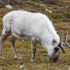 Reindeer in Svalbard.