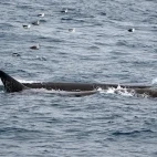 Fin whale in the Arctic