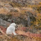 Arctic hare in Greenland