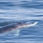 Fin whale in Greenland