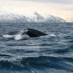 Humpback whale in the Arctic