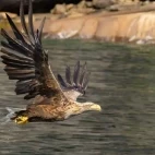 White-tailed eagle in Norway