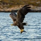 White-tailed eagle in Norway