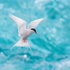 Arctic tern in Svalbard