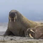 Walrus in Svalbard.