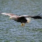 White-tailed sea eagle in Svalbard