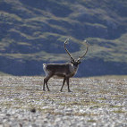 Reindeer in Greenland