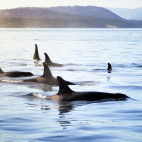 Orca pod in Iceland
