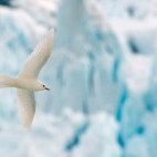 Ivory gull in North Spitsbergen