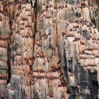 Brünnich’s guillemot on nesting grounds on Alkefjellent cliff in Svalbard, Spitsbergen