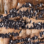Brünnich’s guillemot on nesting grounds on Alkefjellent cliff in Svalbard, Spitsbergen