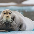 Bearded seal on the 14th July glacier in Svalbard, North Spitsbergen
