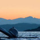 Humpback whale in Tromsø, Norway.