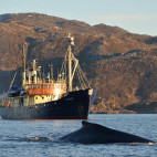 Humpback whale and M/S Stockholm in Tromsø, Norway