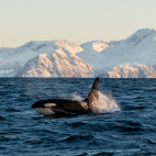 Orca in Tromsø, Norway