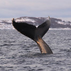 Humpback whale in Tromsø, Norway