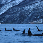 Orca pod in Tromsø, Norway