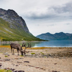 Reindeer in Tromsø, Norway