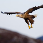 White-tailed eagle in Tromsø, Norway.