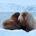 Walrus pair in Spitsbergen