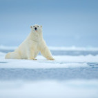 Polar bear in Svalbard, Spitsbergen