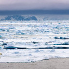 Polar bear walking on pack ice in Spitsbergen.