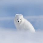 Arctic fox in Svalbard, Spitsbergen