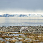Svalbard reindeer in Spitsbergen