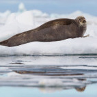 Bearded seal in Spitsbergen