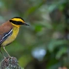 Bornean banded pitta in Borneo