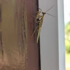 Mantis seen from Trus Madi Entomology Camp, Borneo