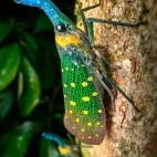 Adult lantern flies in Borneo.