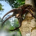 Atlas three-horned rhinoceros beetle in Borneo.