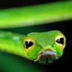 Asian vine snake in Bako National Park, Borneo.
